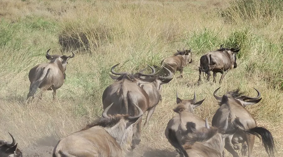 AFCON Kenya Tanzania Uganda Fan Adventure | Generous African Tours